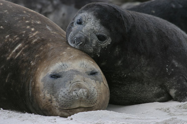 Elephant seal mother & pup on Sea Lion IslandPhoto Credit: Ryan Holliday 