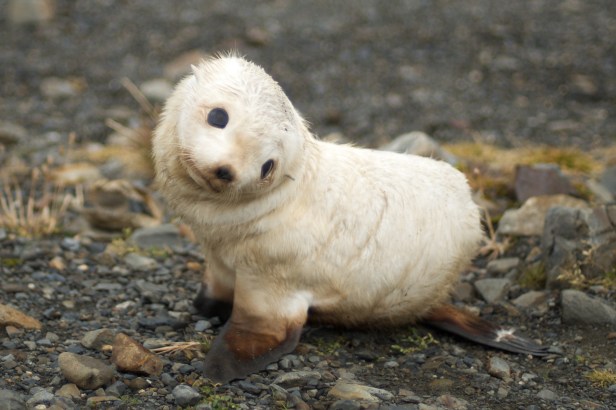 Baby Fur Seal, South Georgia Island
