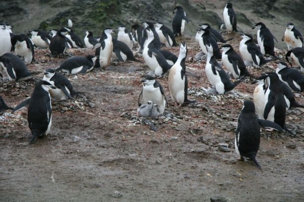 Chinstrap PenguinsPhoto Credit: Tom Hudson