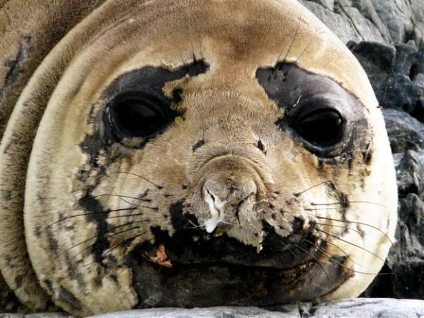 A molting elephant sealPhoto Credit: Stacie Murray/National Science Foundation