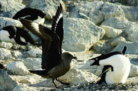 A skua tries to chase a penguin away from its nest.Photo Credit: Melanie Conner/National Science Foundation