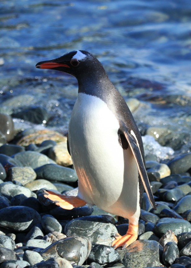 Gentoo Penguin, South Georgia