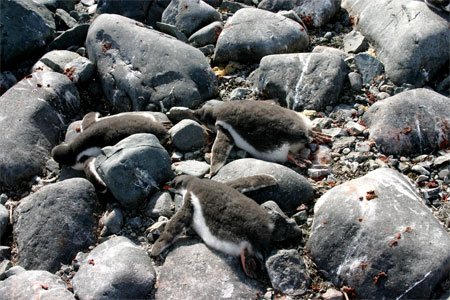 These gentoo penguin chicks are taking a nap after eating a big meal.Photo Credit: Zee Evans/National Science Foundation