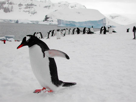 Gentoo PenguinsPhoto Credit: Melissa Rider/National Science Foundation