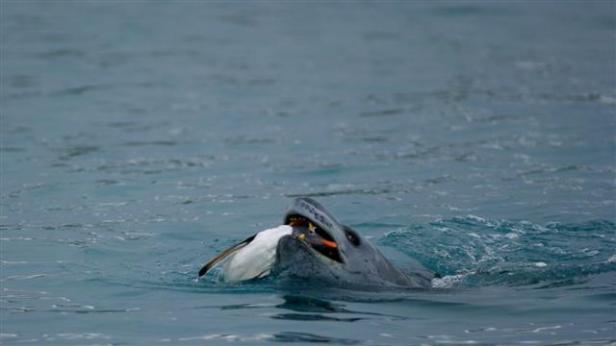 A leopard seal captures a Gentoo penguinPhoto Credit: Sean Bonnette/National Science Foundation