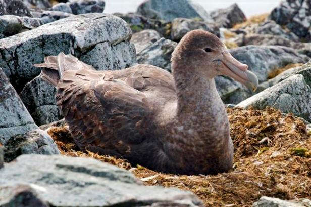 Giant PetrelPhoto Credit: Jon Brack/National Science Foundation