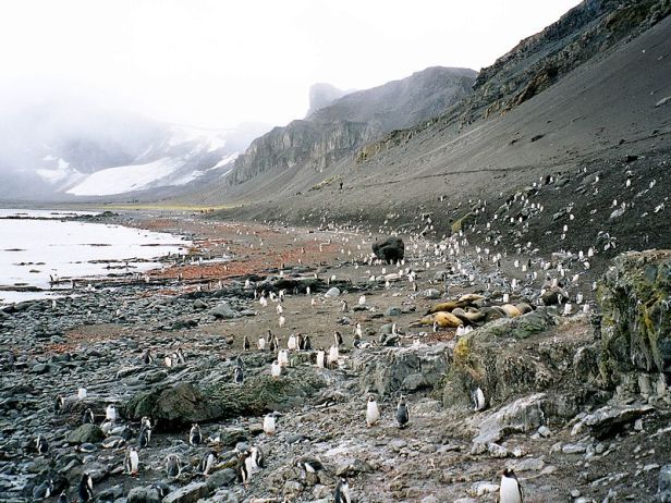 Hannah Point, Livingston Island, South Shetland Islands