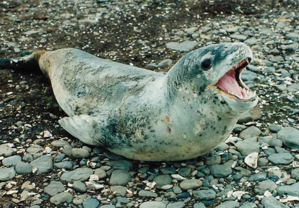 Leopard Seal (Hydrurga leptonyx)