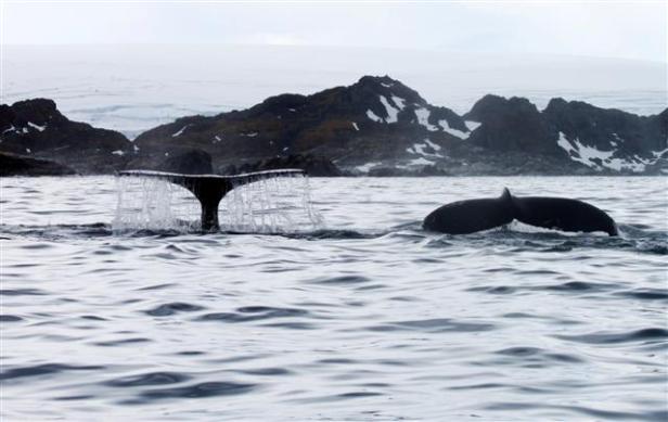 Humpback WhalesPhoto Credit: Brian Nelson/National Science Foundation