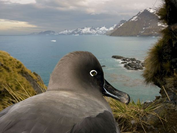 A light-mantled sooty albatross looks down on Gold Harbour in South GeorgiaPhoto Credit: Paul Nicklen/National Geographic