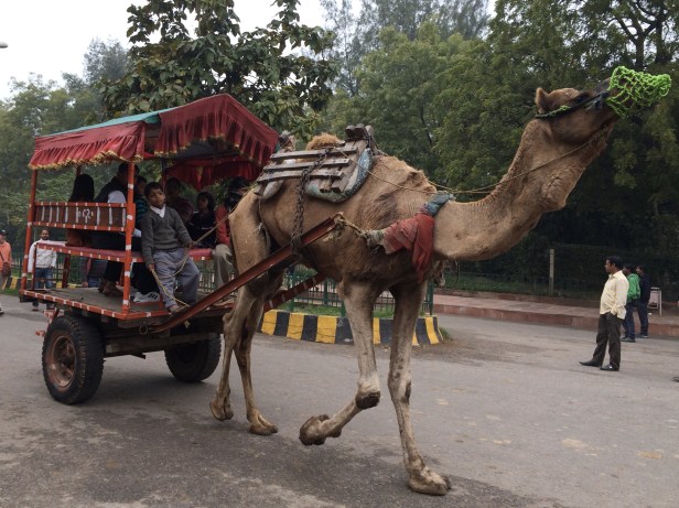 Camels transport visitors to the Taj Mahal.