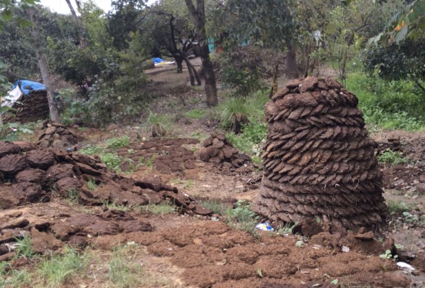 Hand shaped cow patties are an important source of fuel and are often stacked in interesting piles.