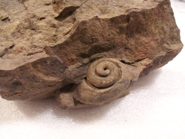Gastropod steinkern from the Mahantango Formation, found at CHOH