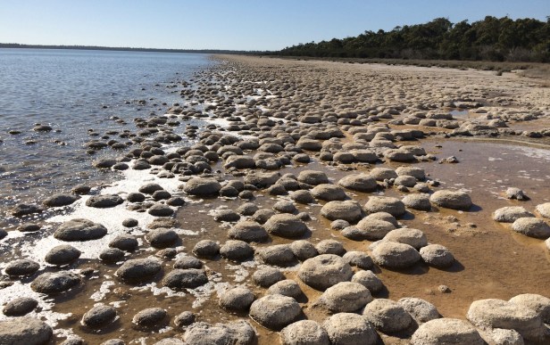 No, I didn't get to the famed stromatolites of Shark's Bay, but I did see these cool microbial thrombolites at Lake Clifton (S of Perth), estimated at ~ 2000 years old.
