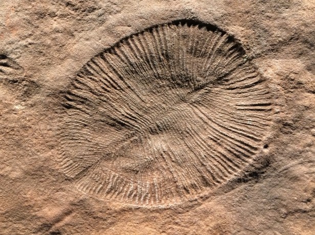 Many samples of Dickinsonia, the iconic fossil of the Ediacaran Period, are on display at the South Australia museum.