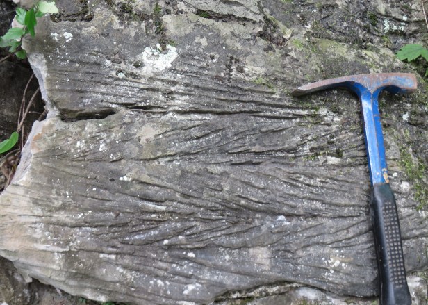 Along the cliff carving path, nice herringbone cross bedding structures indicate an intertidal setting for the Cambrian limestones.