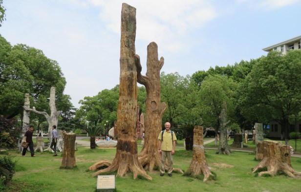 In the center of China University of Geosciences is a lovely petrified forest park area with grouped fossil trees of different regions on realistic looking tree “root” bases. 