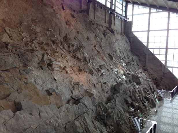 Carnegie Quarry, the famous wall of bones at Dinosaur National Monument. Our project this summer is to help create a website that brings the details of this unique natural history resource to the larger public and researchers around the world.