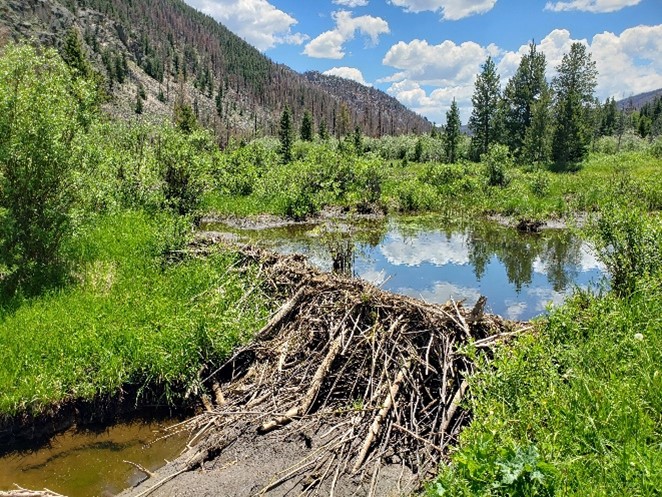 Beaver dam