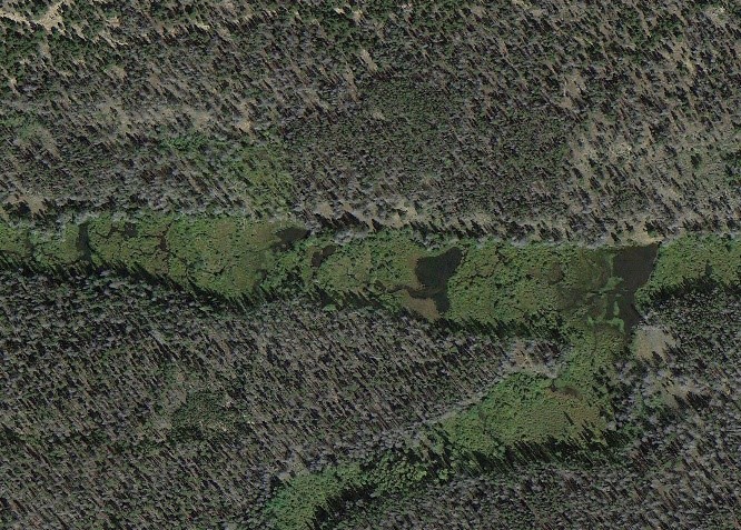 Beaver dams from above