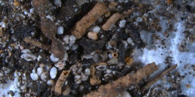 Black and brown tubular organisms on the seafloor.